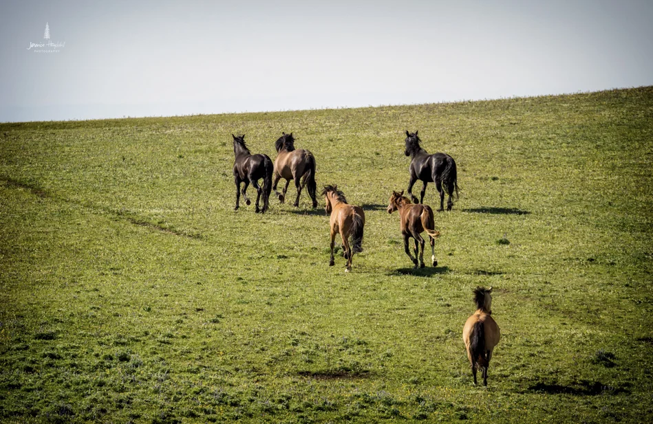 wild_horse_range_june_2017_64web.jpg
