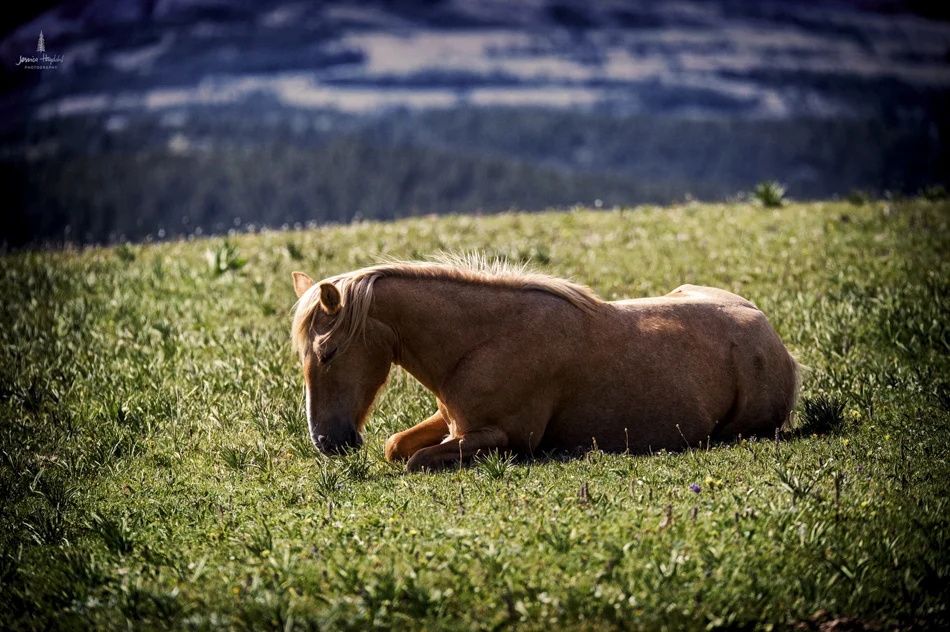 wild_horse_range_june_2017_66web.jpg