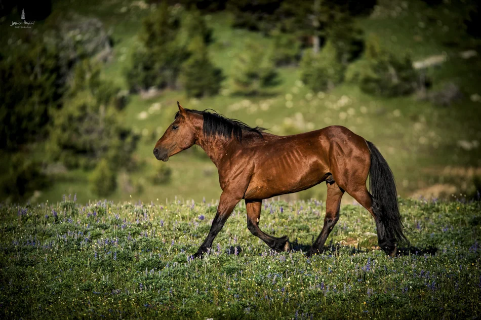 wild_horse_range_june_2017_76web.jpg