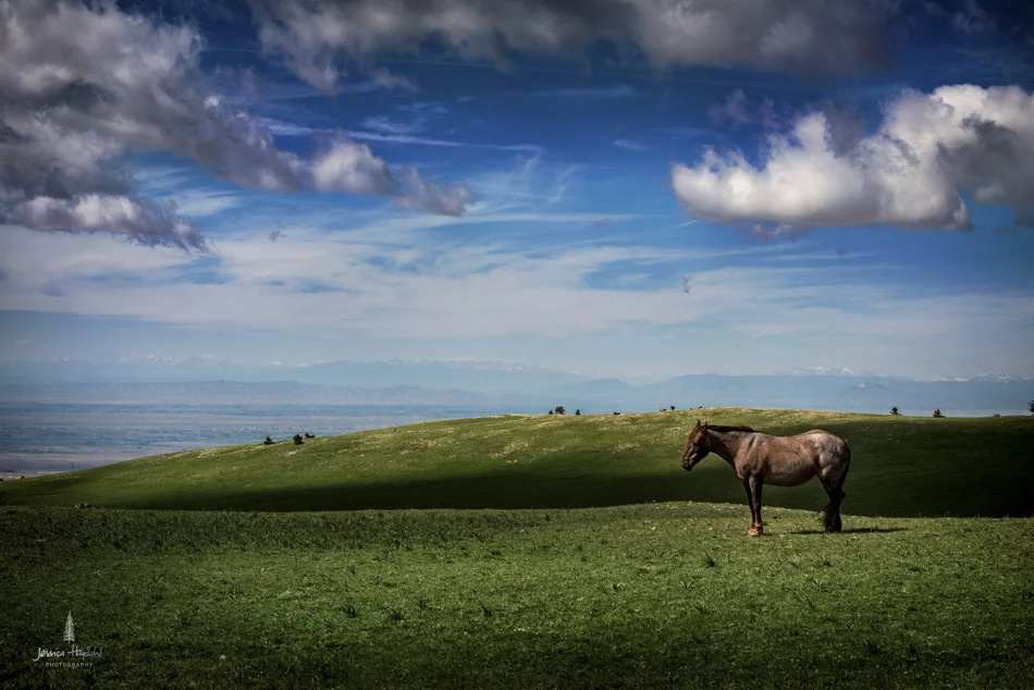 wild_horse_range_june_2017_9web-1.jpg