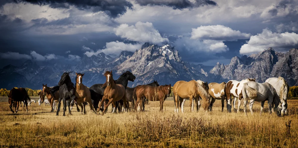 Wild Horses of Wyoming — Jessica Haydahl Photography
