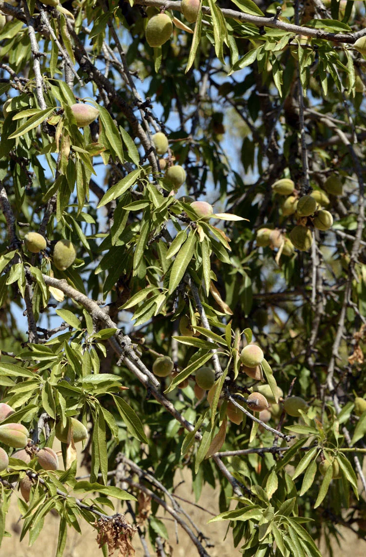 MALLORA_sea_and_almond_tree.jpg