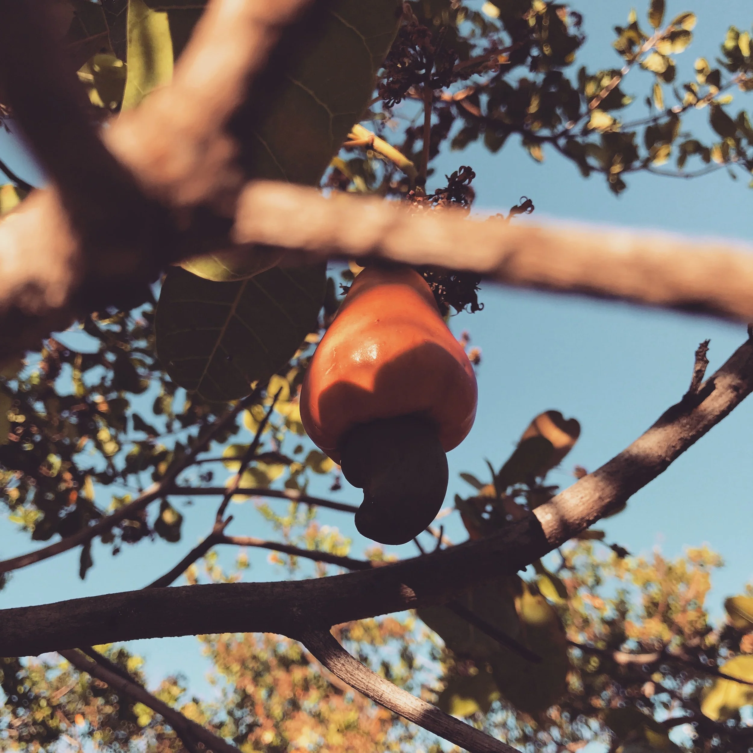  cashew fruit in Costa Rica 