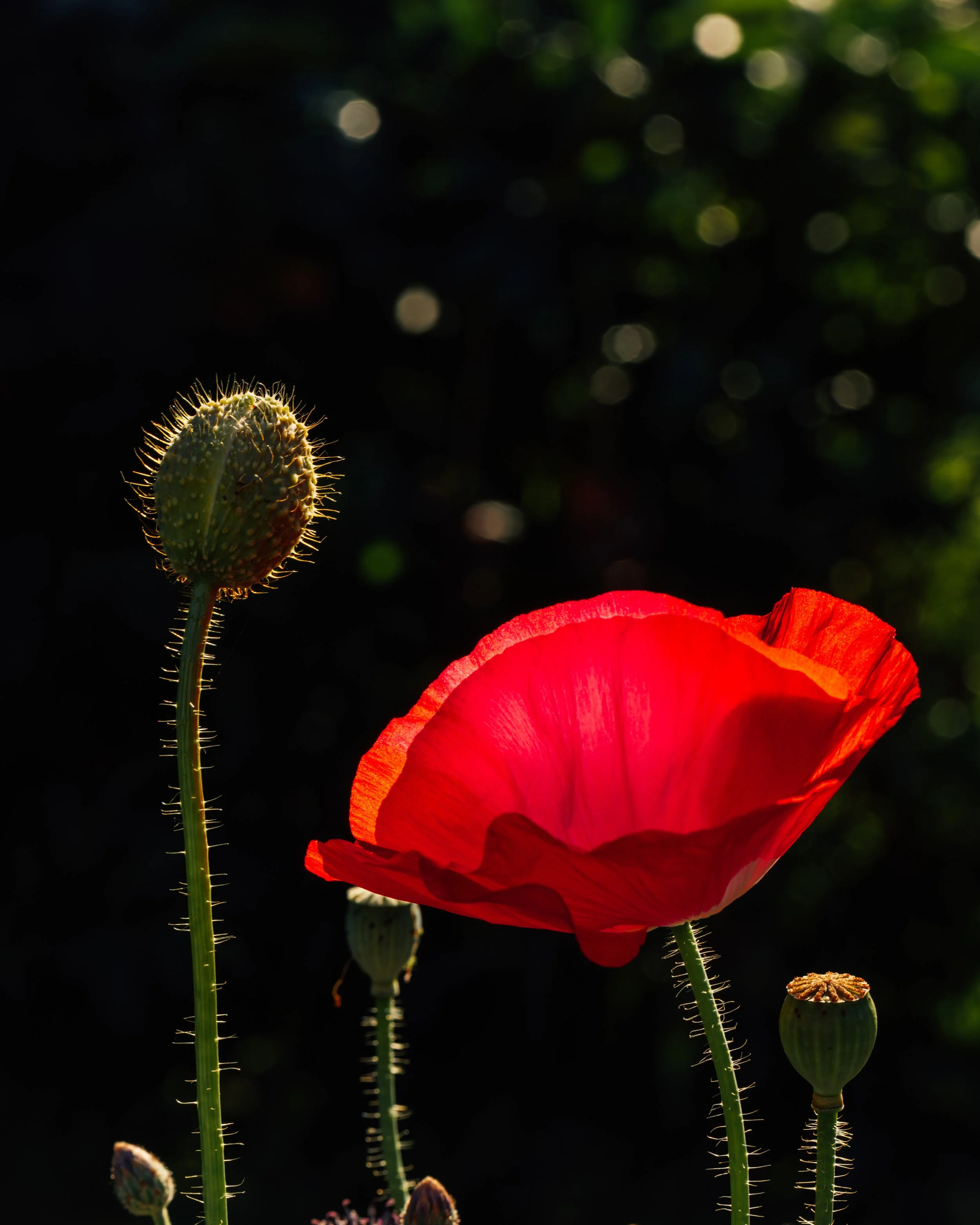 Poppin' Poppies
