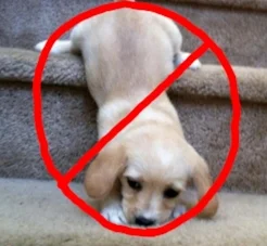 No Stairs in the first 3 months.jpg