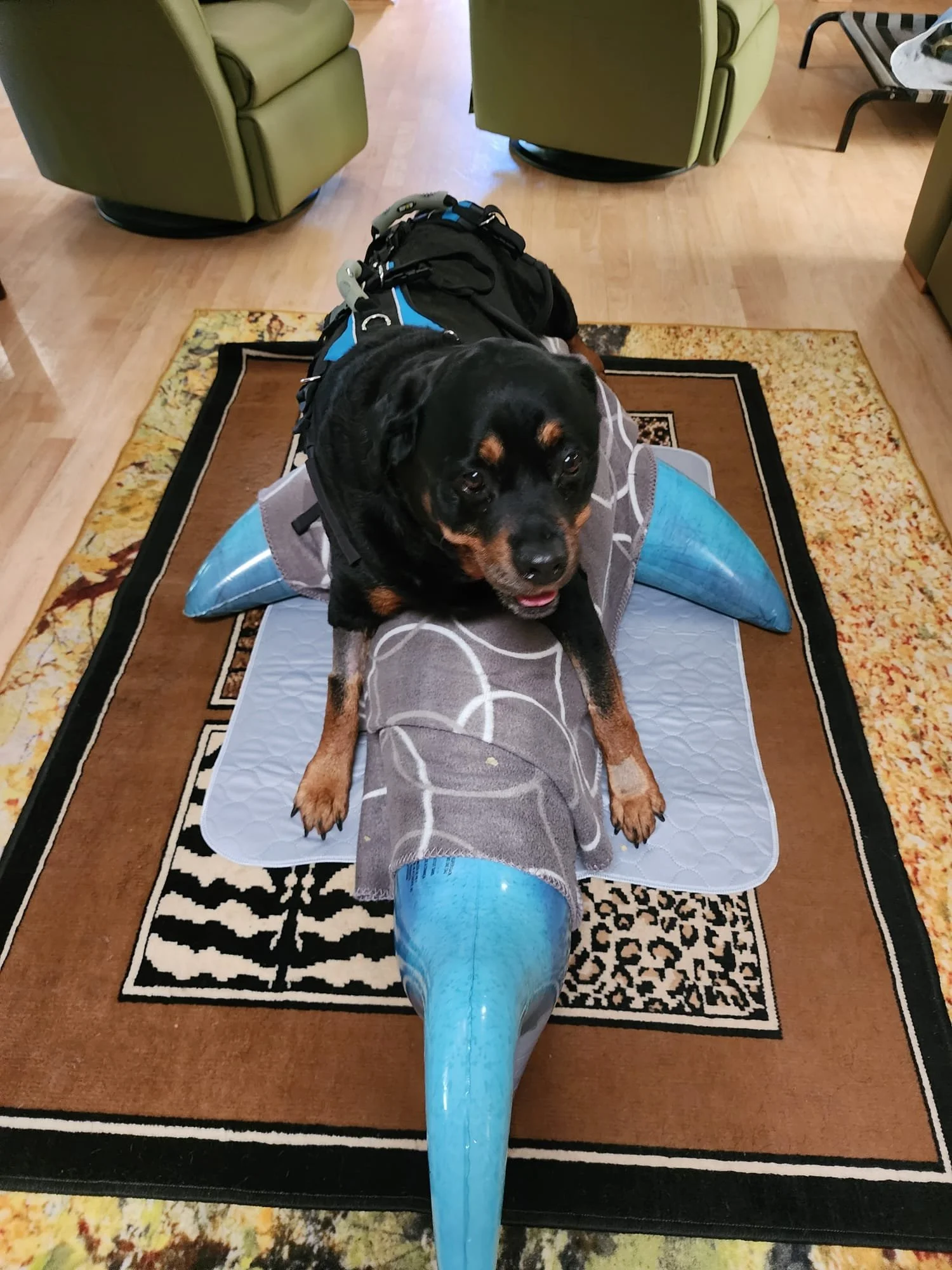 Meet Indi, Our Spirited "Baby Rotti"