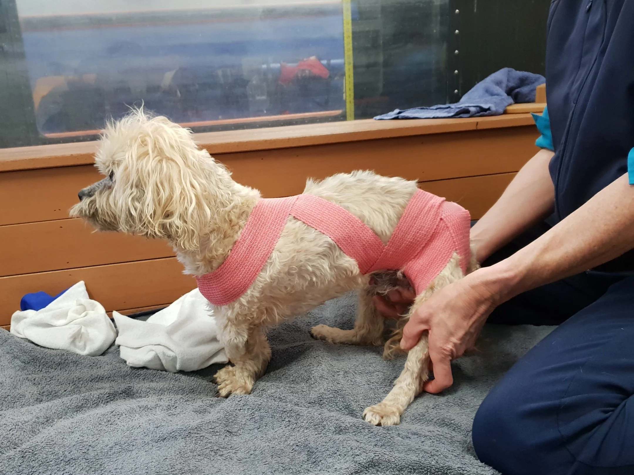 Dog wearing a T-Touch wrap during rehabilitation to support posture, proprioception, and calmness during therapeutic exercises.