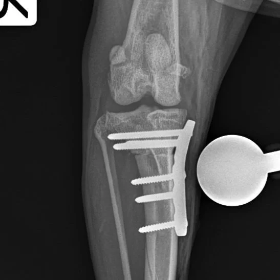 Canine X-ray of a hind limb with surgical implants. Highlights that pain memory can arise from orthopaedic procedures as well as spinal surgery.