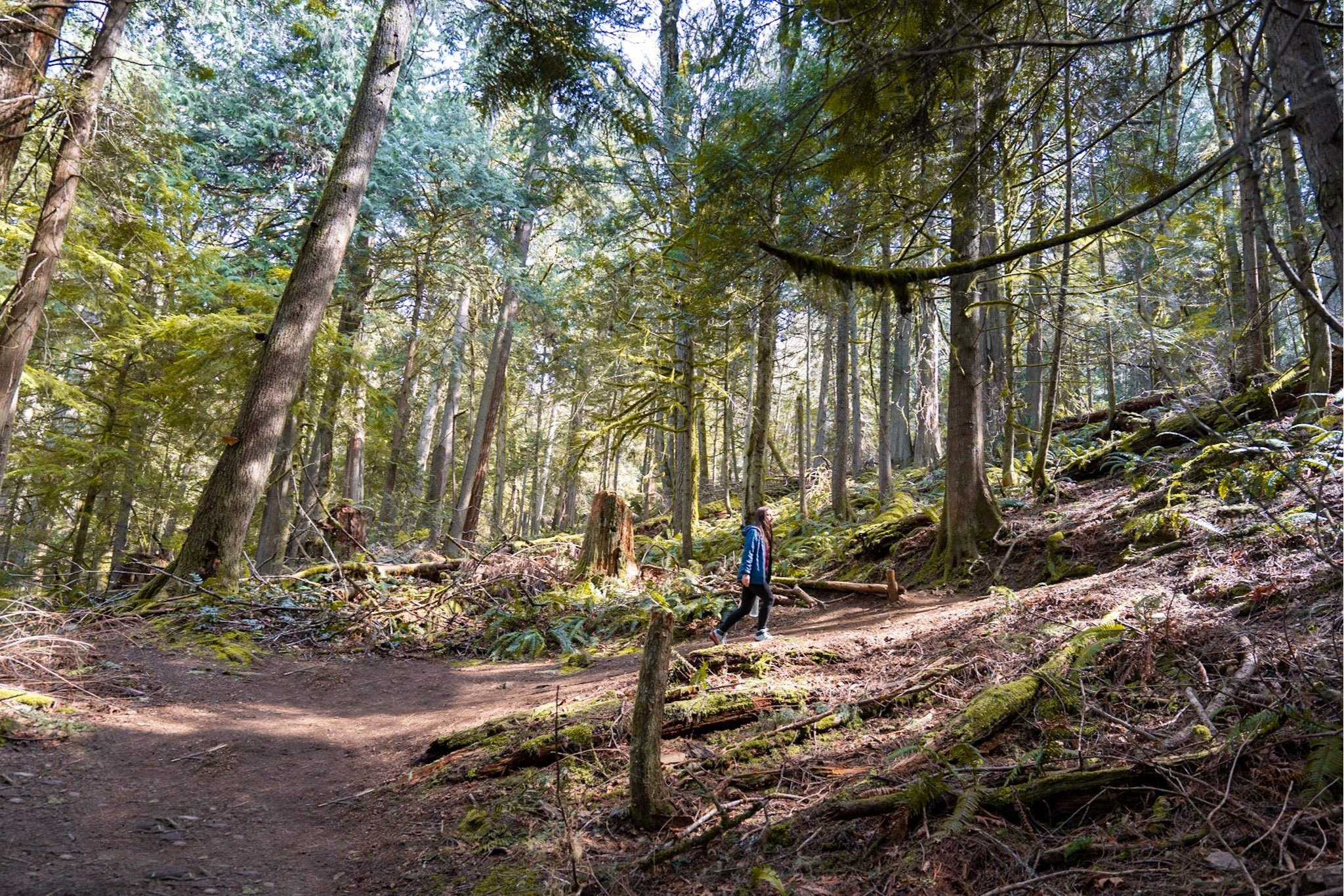 Oyster Dome Hike The Best Day Hike Near Bellingham, with Coastal