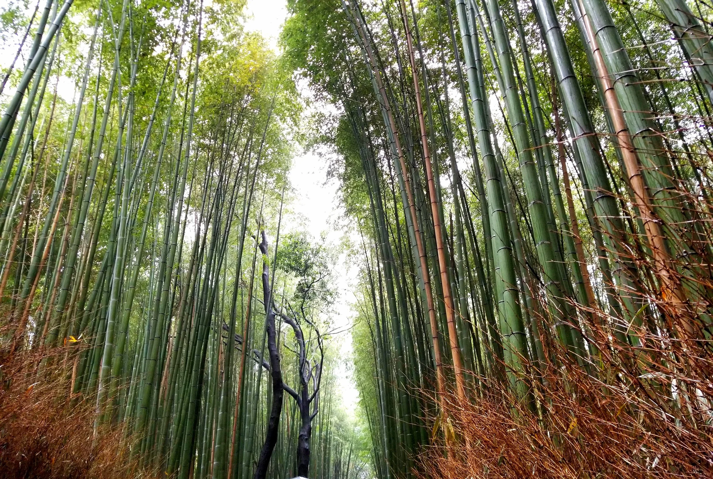 uprooted-traveler-Arashiyama-bamboo-forest-vegan-guide-to-kyoto.jpg