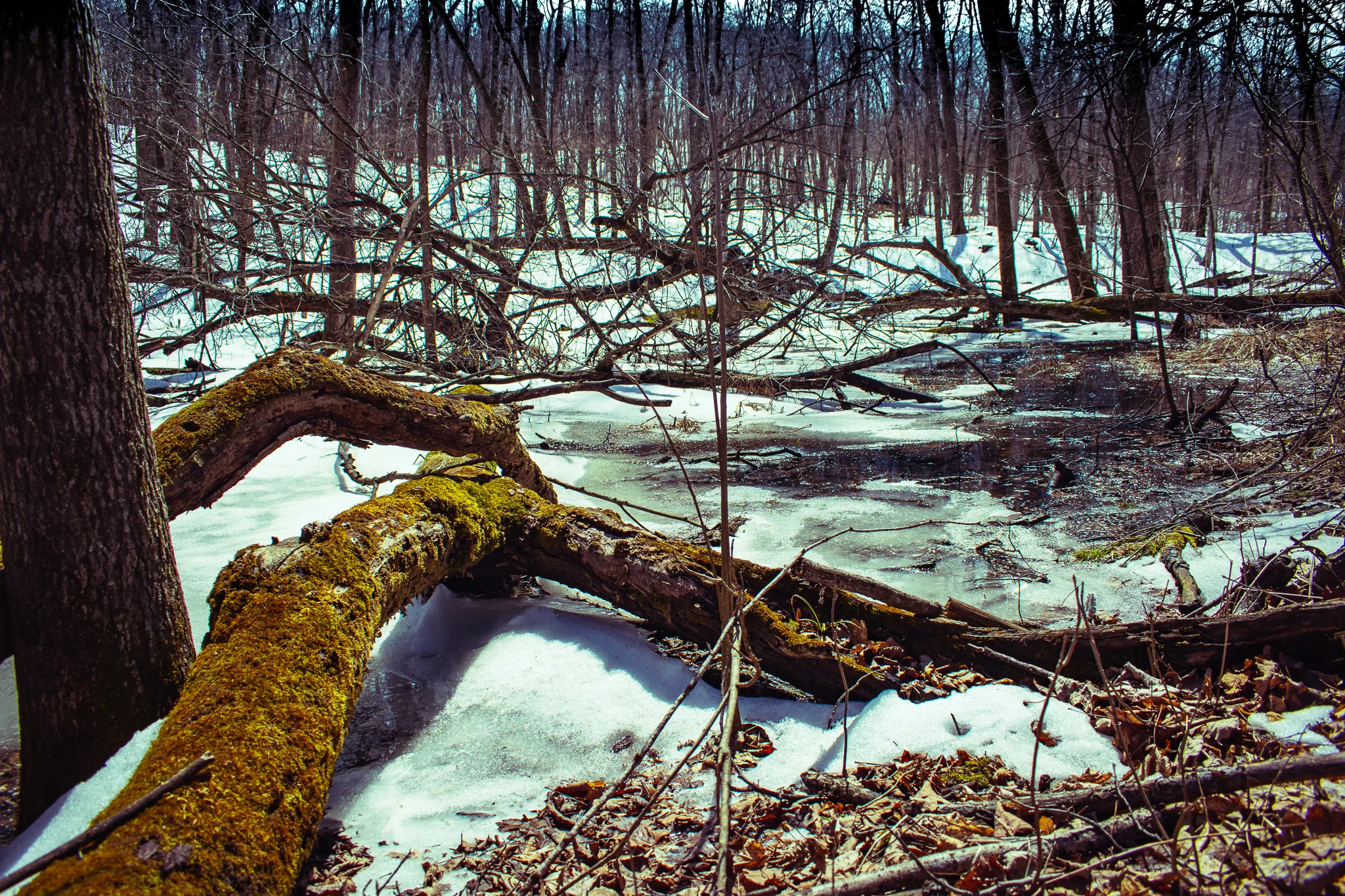 uprooted-traveler-nerstrand-big-woods-state-park-hiking-minneapolis.jpg