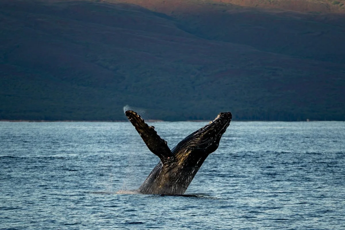 Best Whale Watching Tours in Maui for Ecoconscious Travelers — Uprooted Traveler