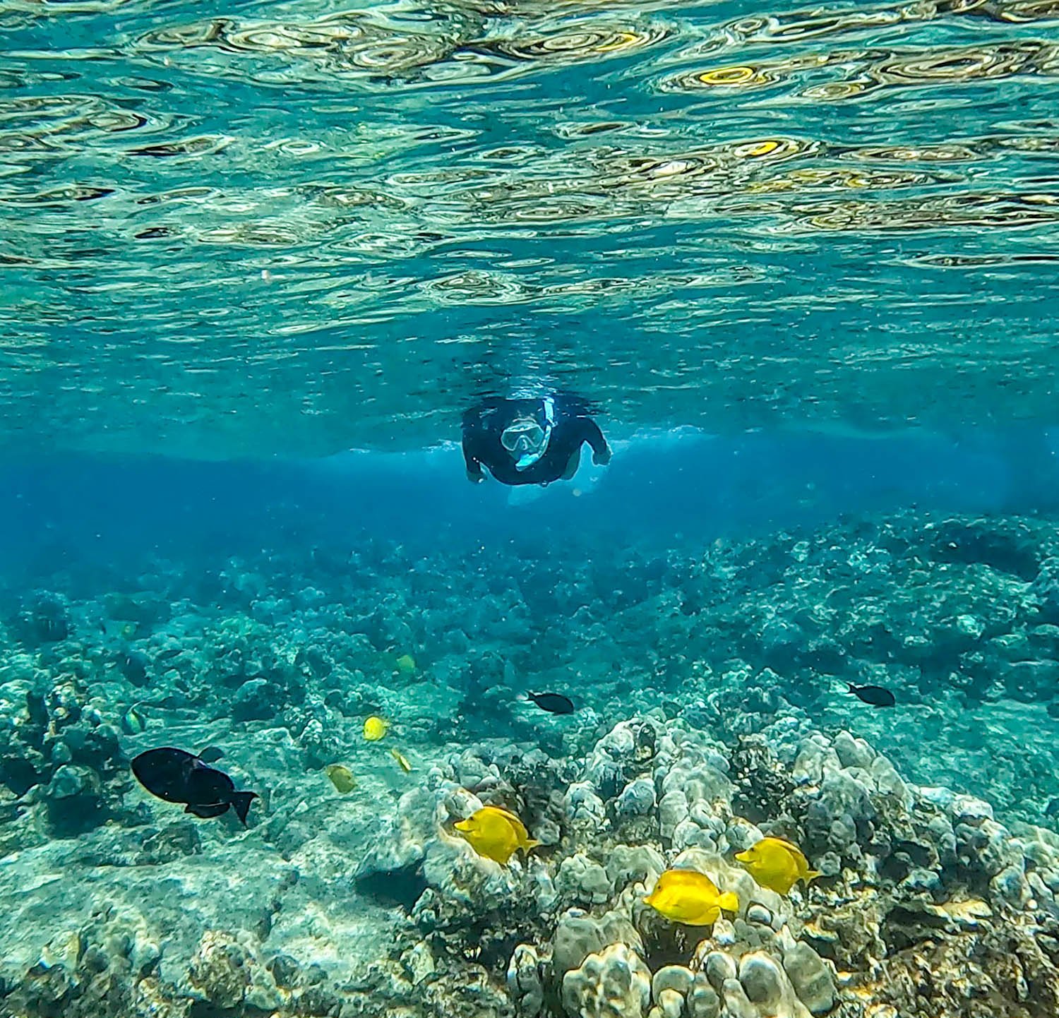 best captain cook snorkeling tour