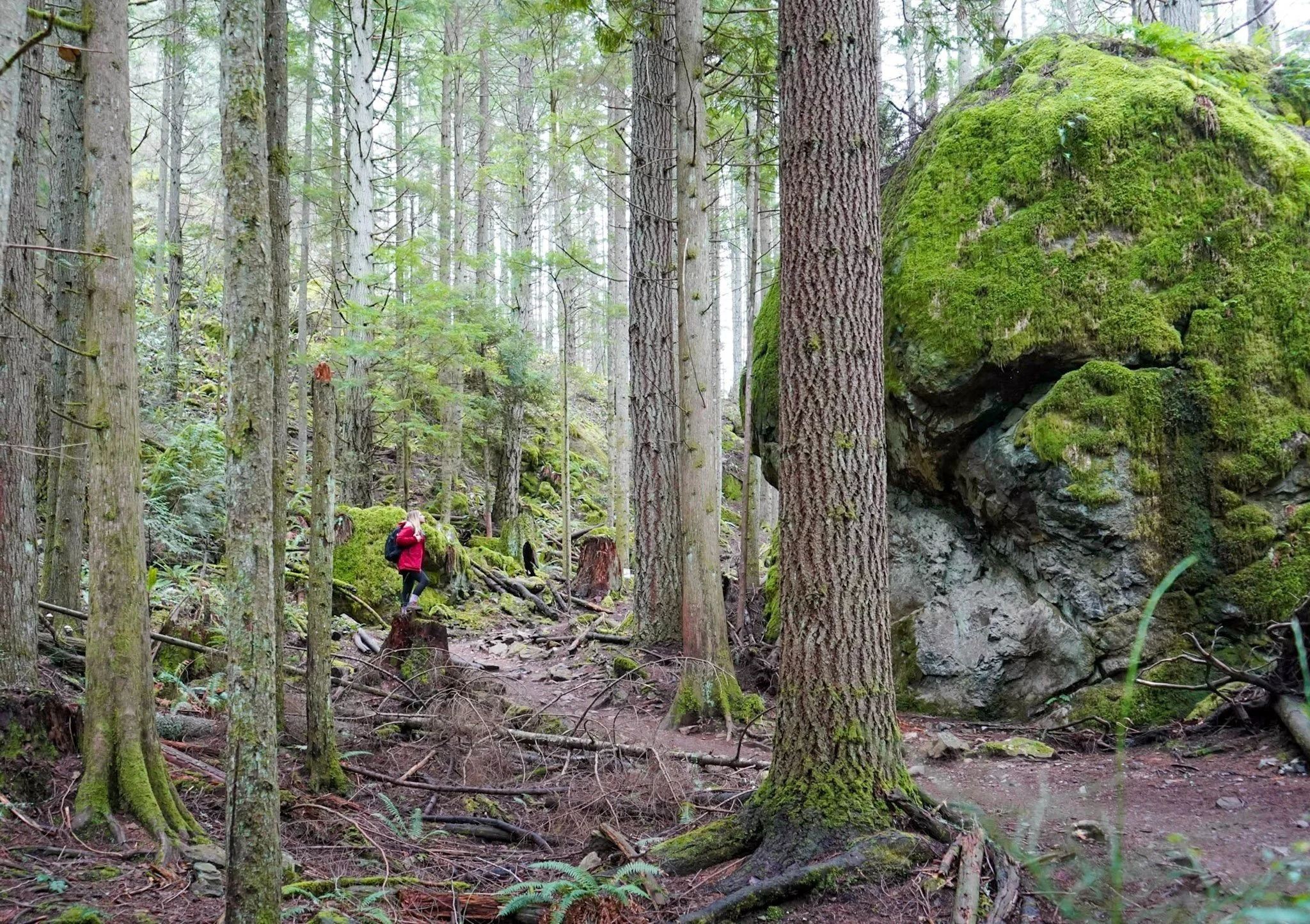 Oyster Dome Hike The Best Day Hike Near Bellingham, with Coastal