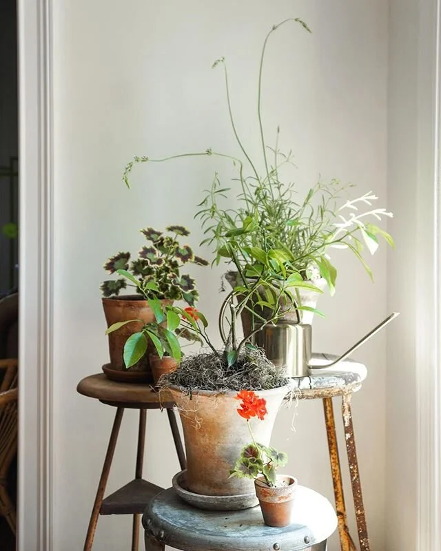I never liked geraniums. I think I associated them with the &ldquo;Mother&rsquo;s Day Plant Sale&rdquo; in elementary school and considered them cheap looking. Well people change, tastes change, and your girl likes geraniums now. I just love their fu