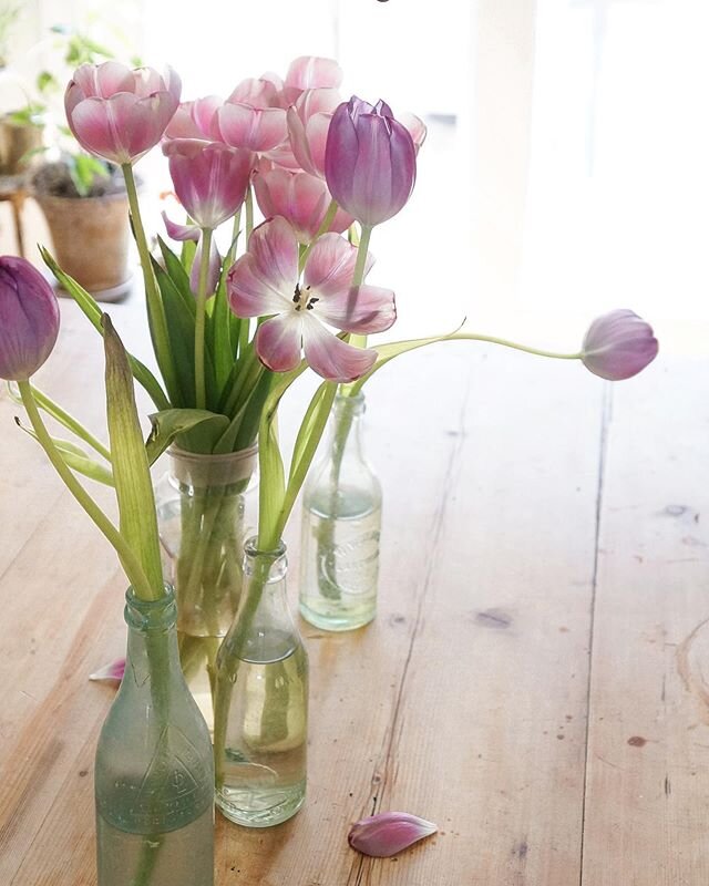 The silky, translucent, fading stage of tulips may be my favorite. .
.

#mybhghome 
#apartmenttherapy 
#howyouhome
#thedelightofdecor 
#littleaccountlove 
#cljsquad 
#currenthomeview 
#sodomino 
#standoutstyling 
#pocketofmyhome 
#howyouhome 
#myinsp