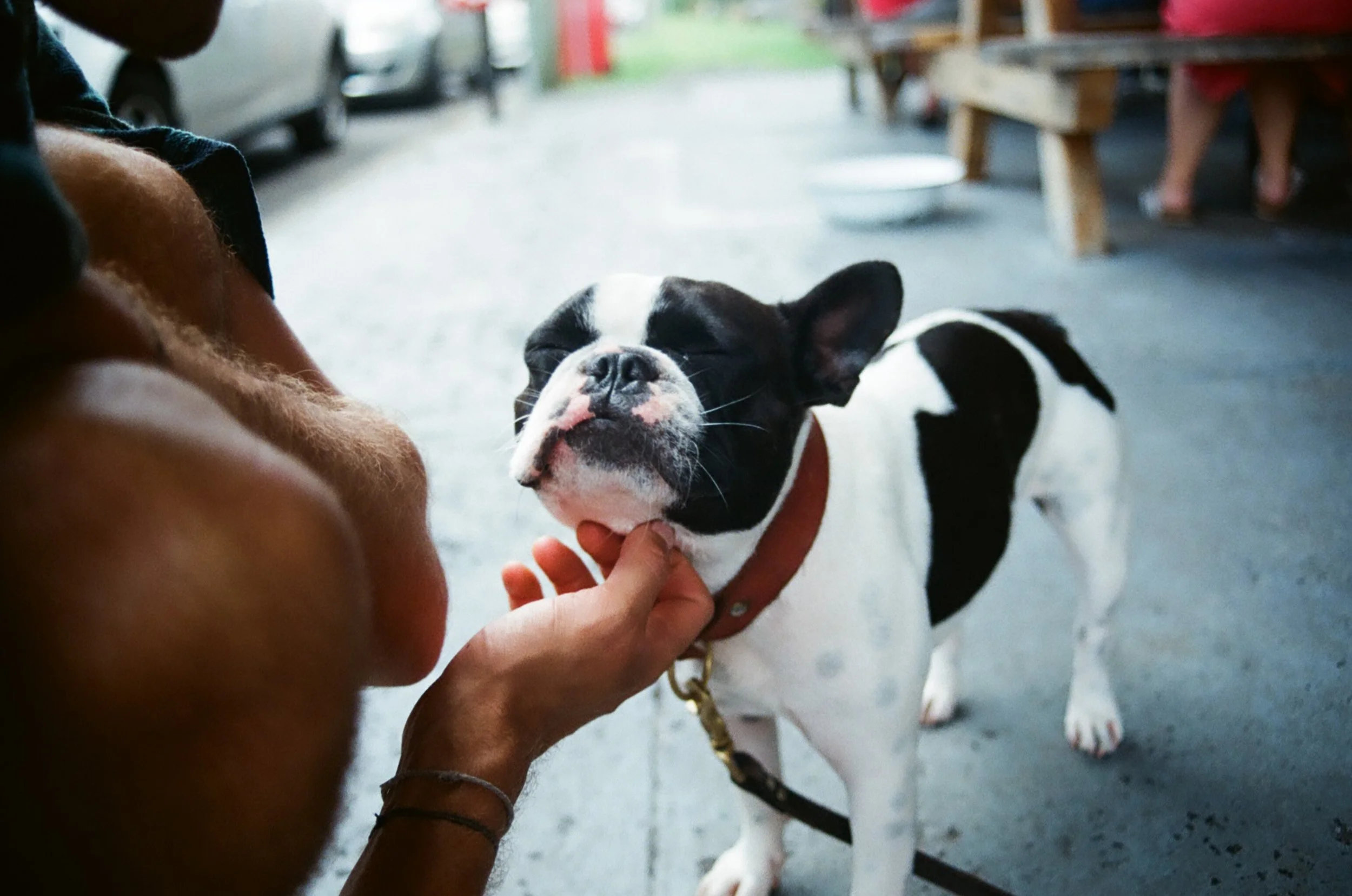 Bobbi The Frenchie - 35mm