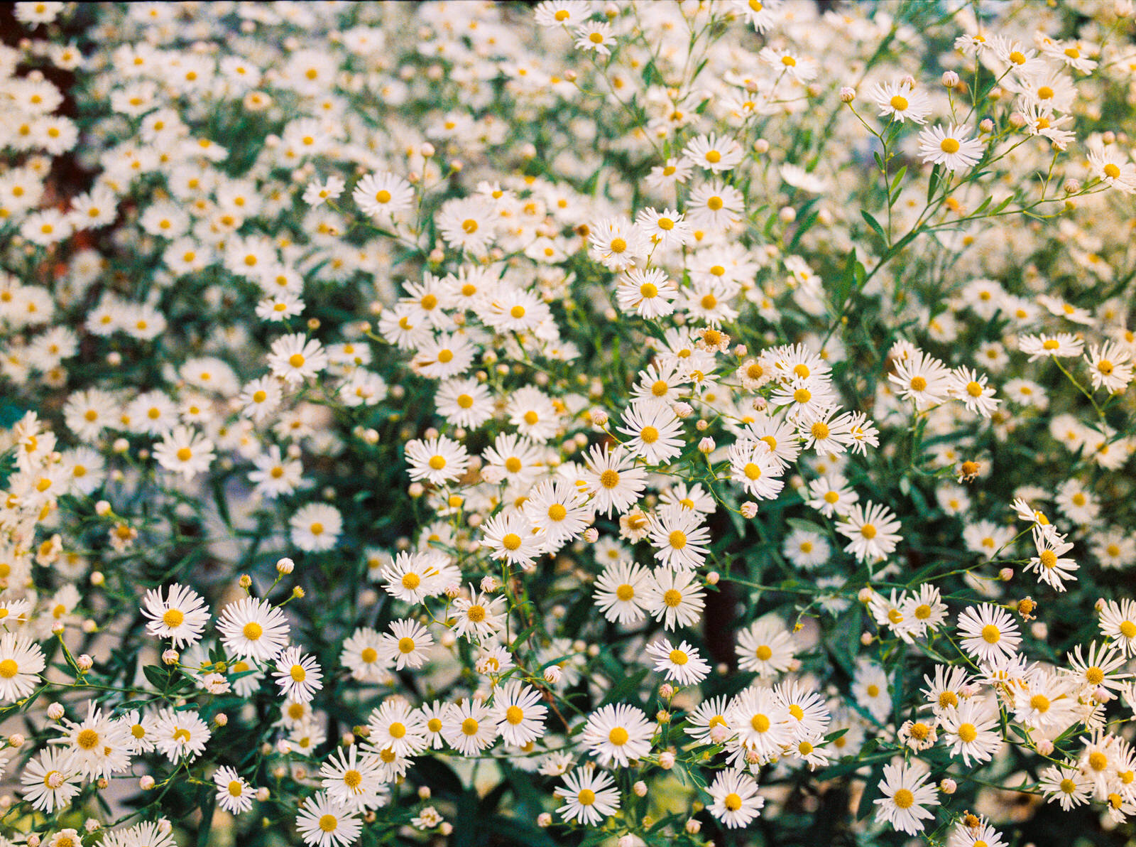 christine-lim-photography-flowers-on-film.jpg