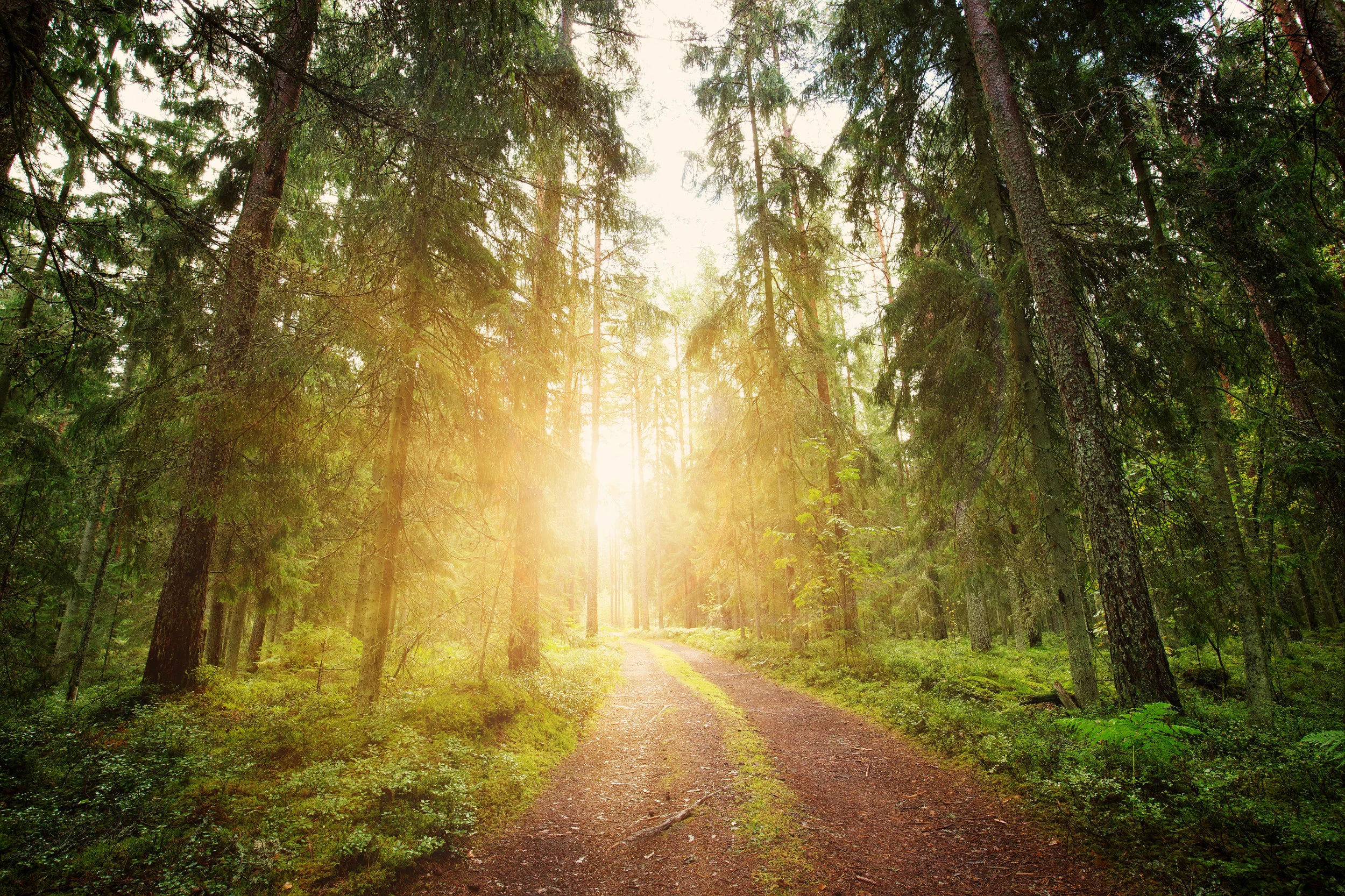 animo_trees_path.jpg