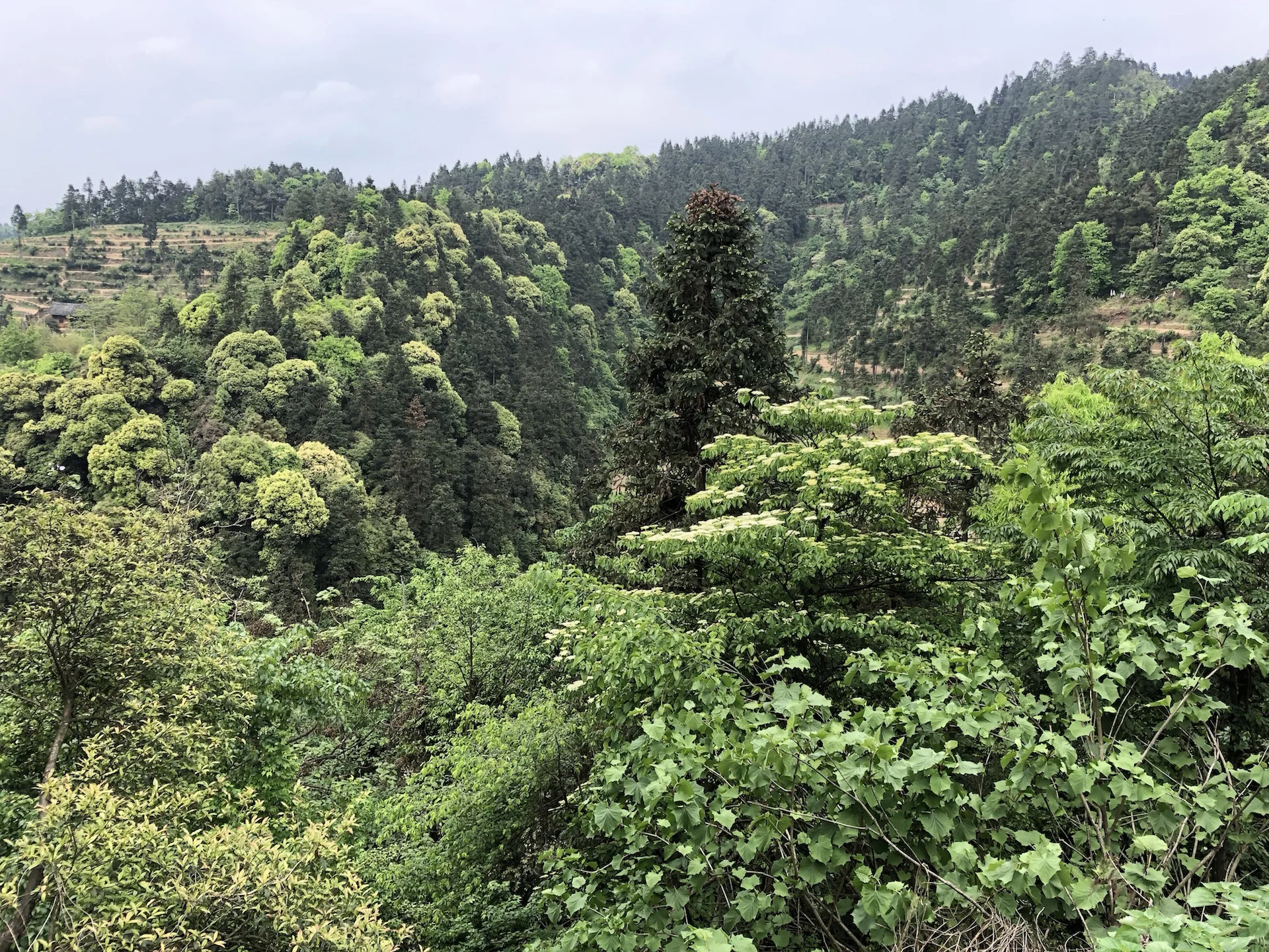 Lush, clean, fertile Guizhou landscape...