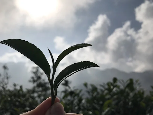 My single pluck of the tea plant, for bao zhong oolong, up in Alishan...