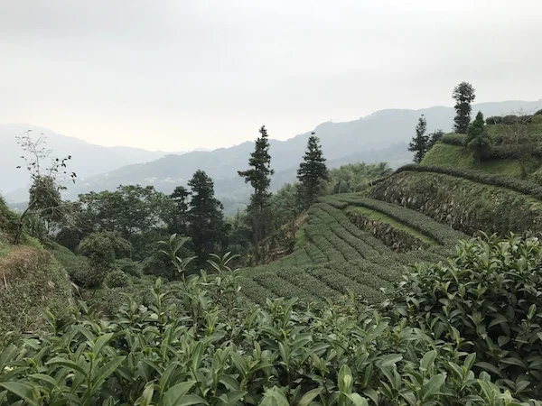 Beautiful tea eco-garden at the top of Alishan...