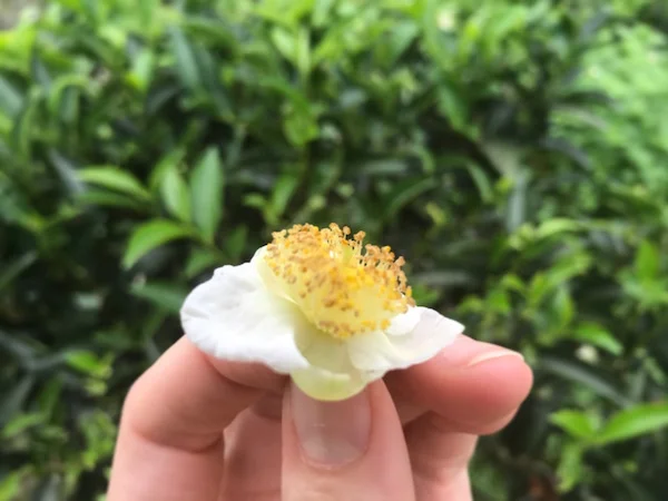 A flower from camellia sinensis, in my hand... (they flower once a year, in the fall!)