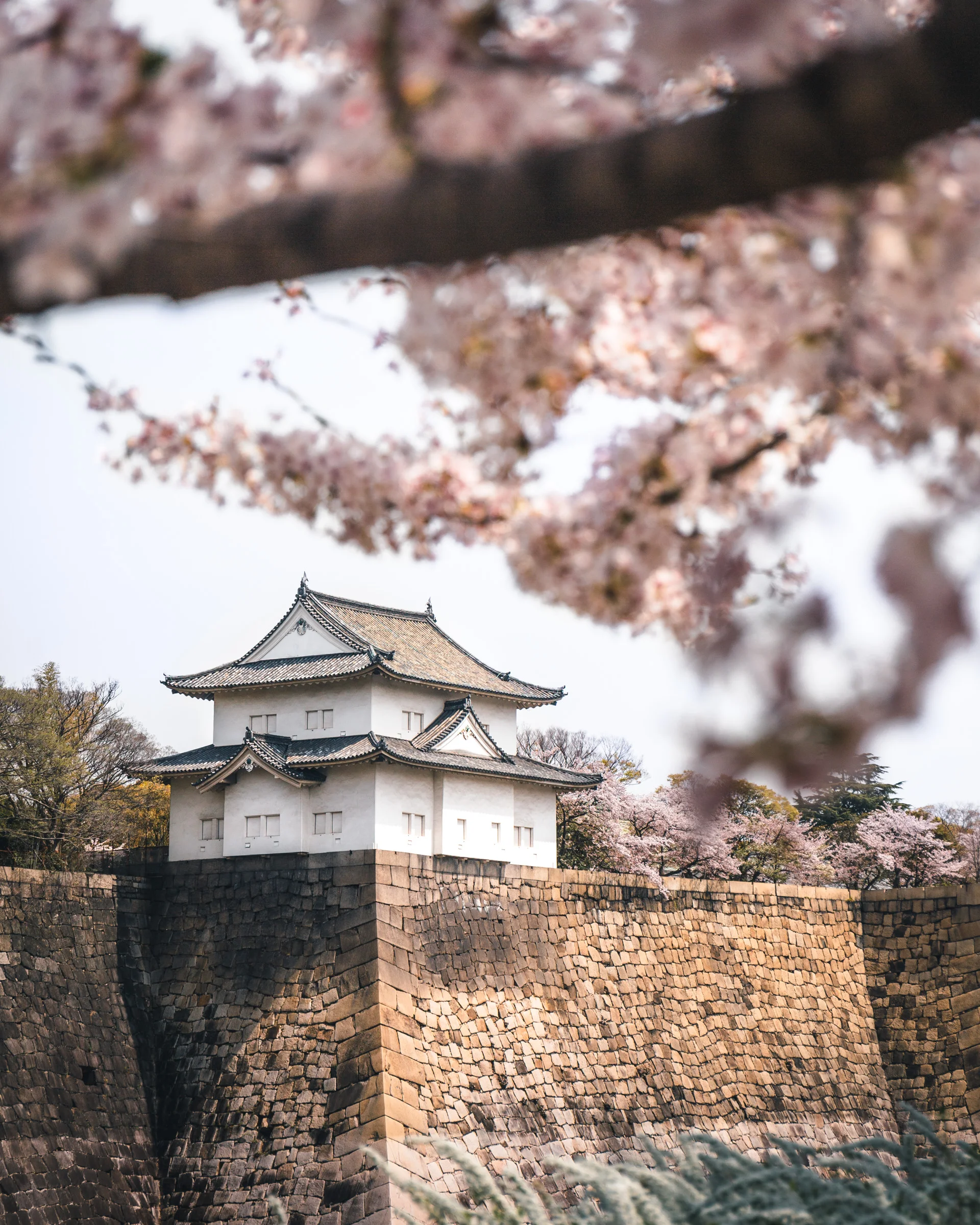 Osaka Castle & Sakura-4.jpg