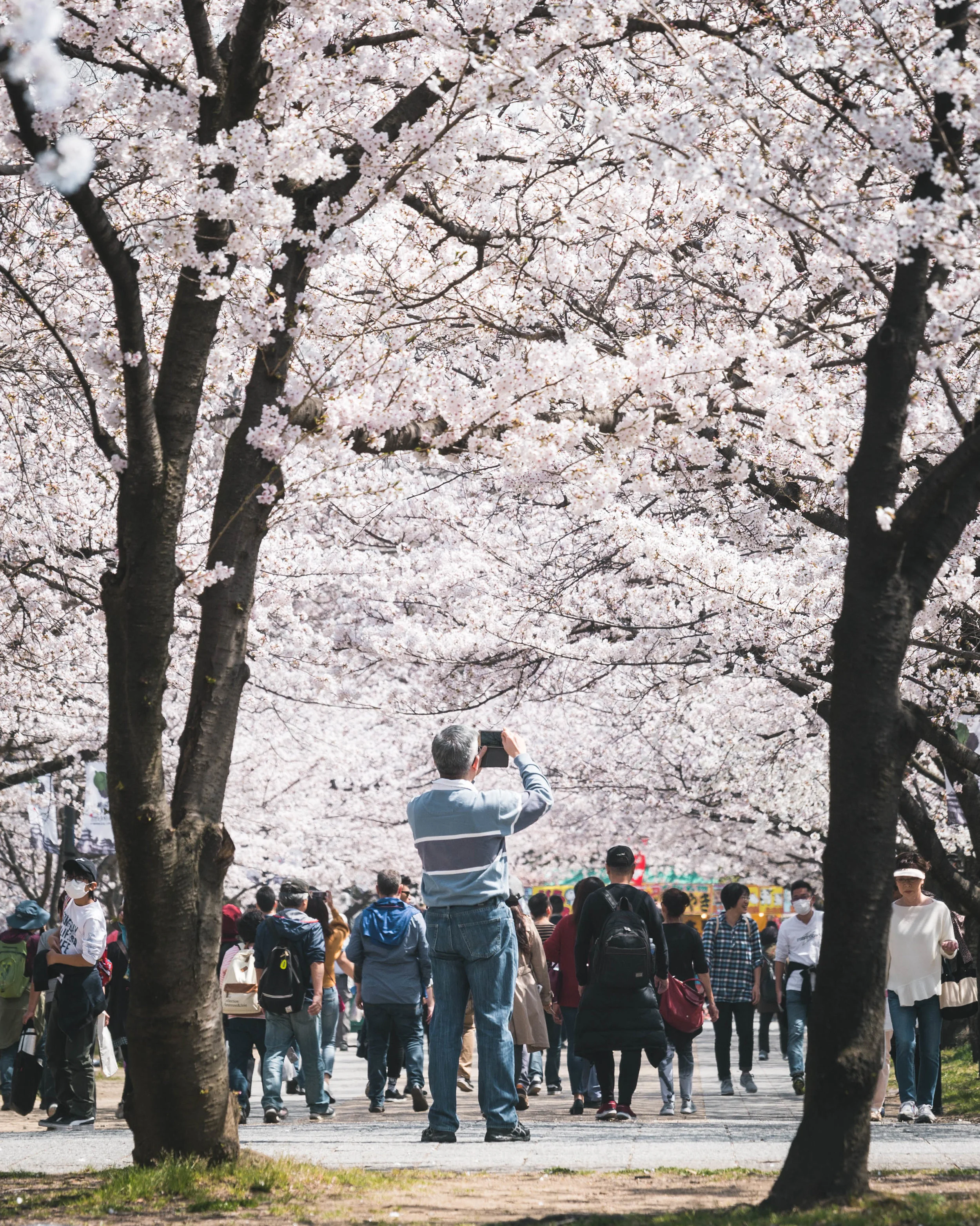 Osaka_Sakura_MAN-3.jpg