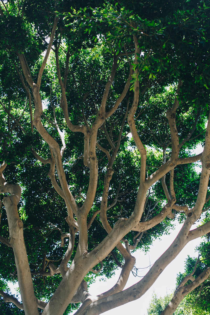 Nature Soothes