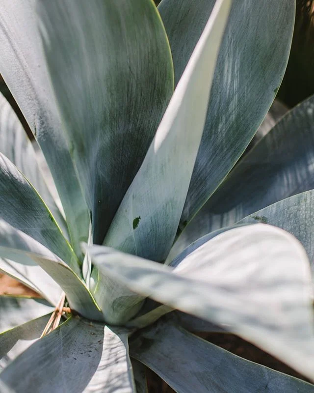 LYW Womxn&rsquo;s Bodies | My body. Hello, dear. It&rsquo;s been about a month since my last post but just two weeks ago I was diagnosed with Hashimoto&rsquo;s thyroiditis, a lifelong autoimmune disorder, after weeks of extreme fatigue, irregular hea