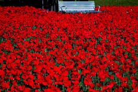 poppy_field.jpg