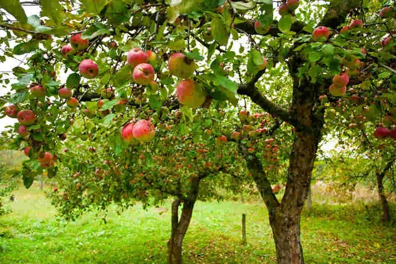 GardenClub-apple_tree.jpg