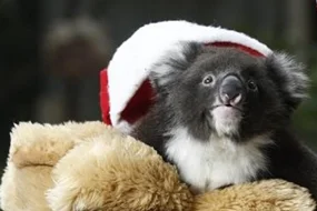 Koala_exc.jpg