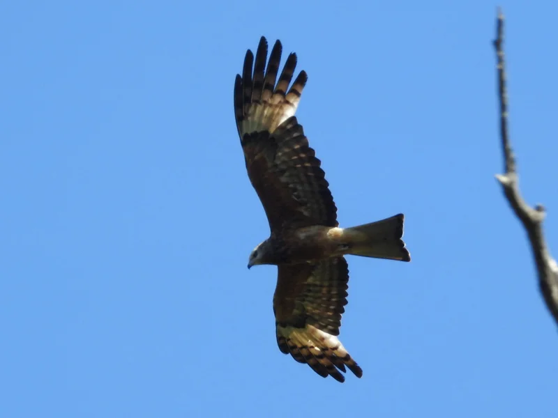 Square-tailed-Kite-SCCP-WB-Area-7-171117-DSCN0823_cr_cr.jpg