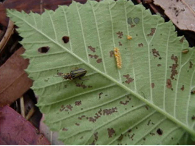 Elm-leaf-beetle2.jpg