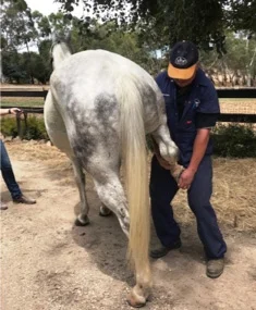 Vet_horseshoes.jpg
