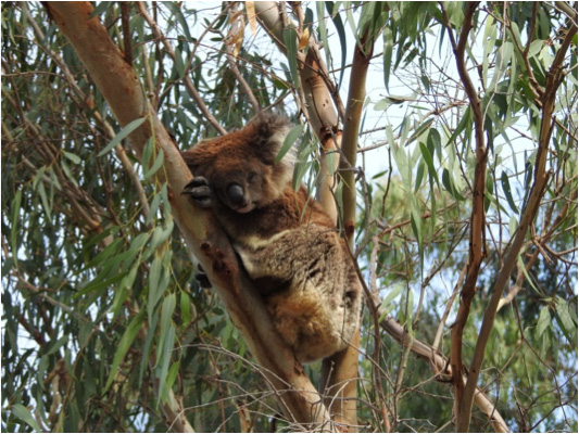 One of the locals taking a break during the Open Day