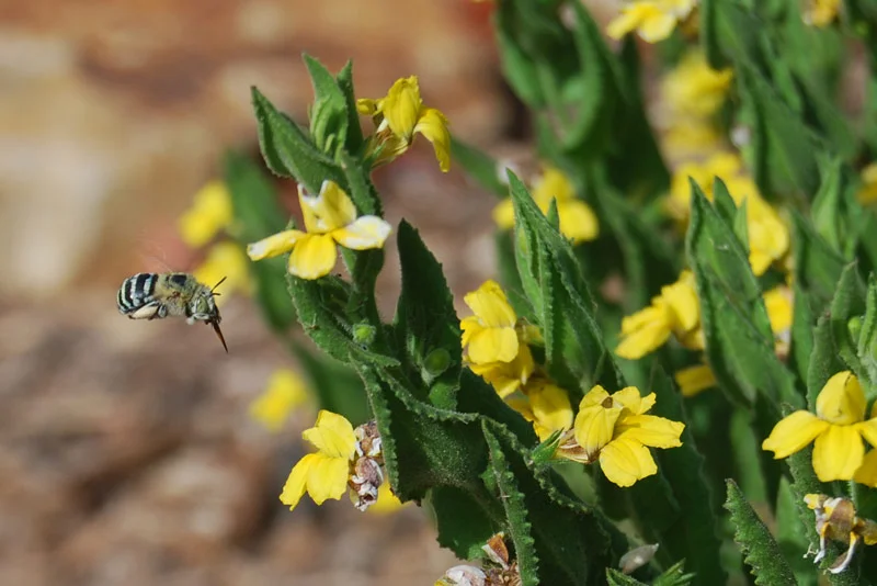 CC-July-2018---Bee-photo.jpg