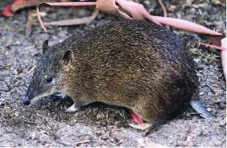 Southern Brown Bandicoot (photo Tom Hands).