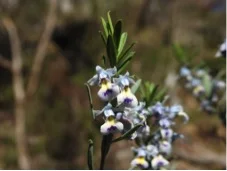 The tiny but spectacular flowers of the Shrub Violet.