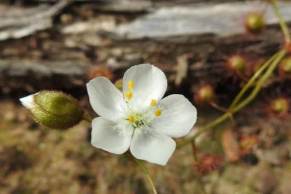 Friends of Scott Creek Conservation Park