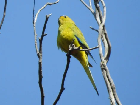 Elegant Parrot, a fairly rare visitor to the Park.
