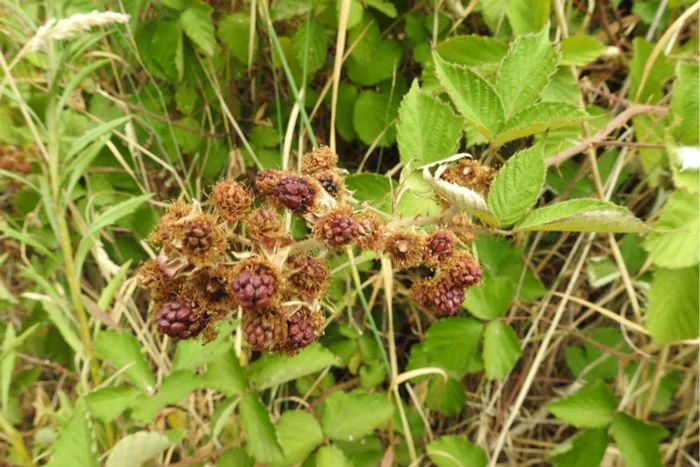 In the park this summer a lot of Blackberry fruit has shrivelled before it had a chance to mature.
