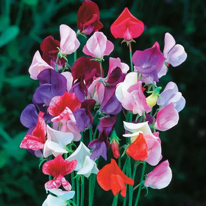 Web-Gardening-sweet-peas.jpg