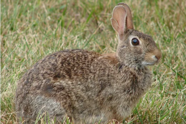 Rabbit Control.jpg