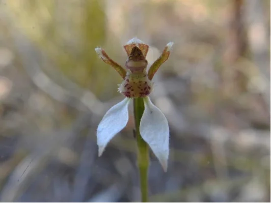 Parson’s Bands ( Eriochilus collinus ), one of the early flowering orchids in the park.