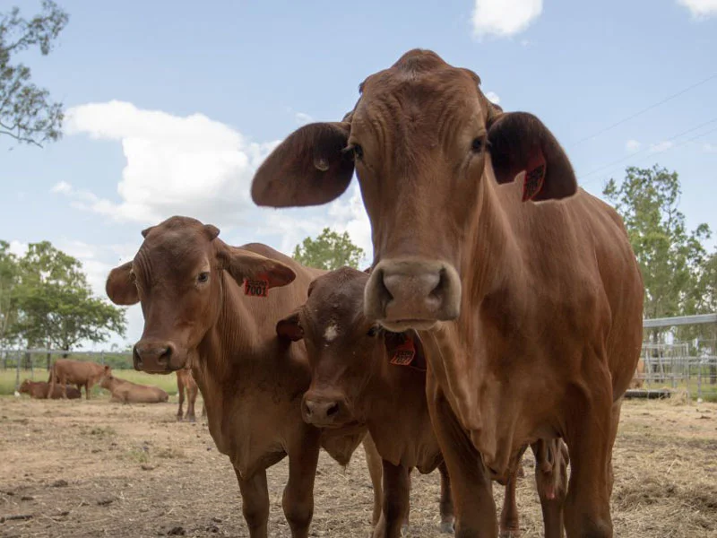 Less Methane please!