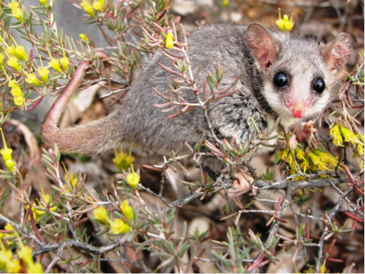 Feral foxes and cats are known predators of the eastern pygmy possum, which is threatened with extinction.