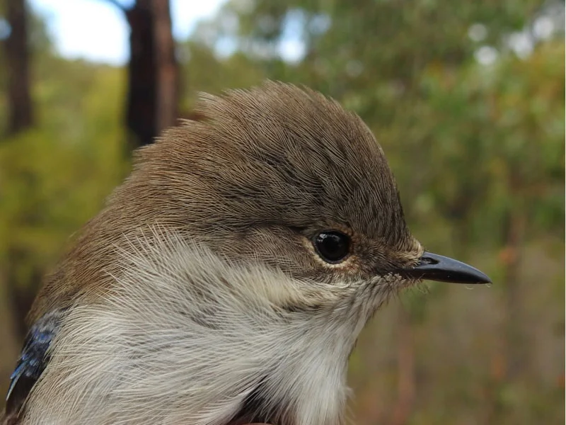 A male Superb Fairy-wren at bird banding in Scott Creek CP.